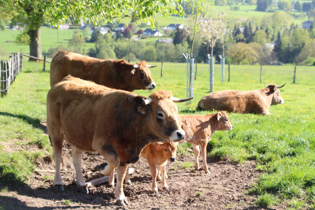 Vaches verger Toubon